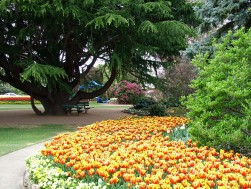tulip-time-corbett-gardens.jpg